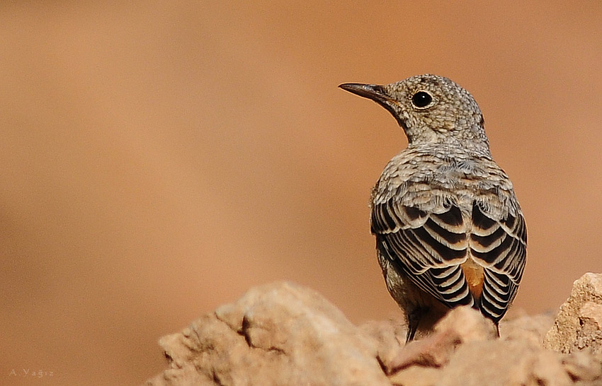 Common Rock Thrush