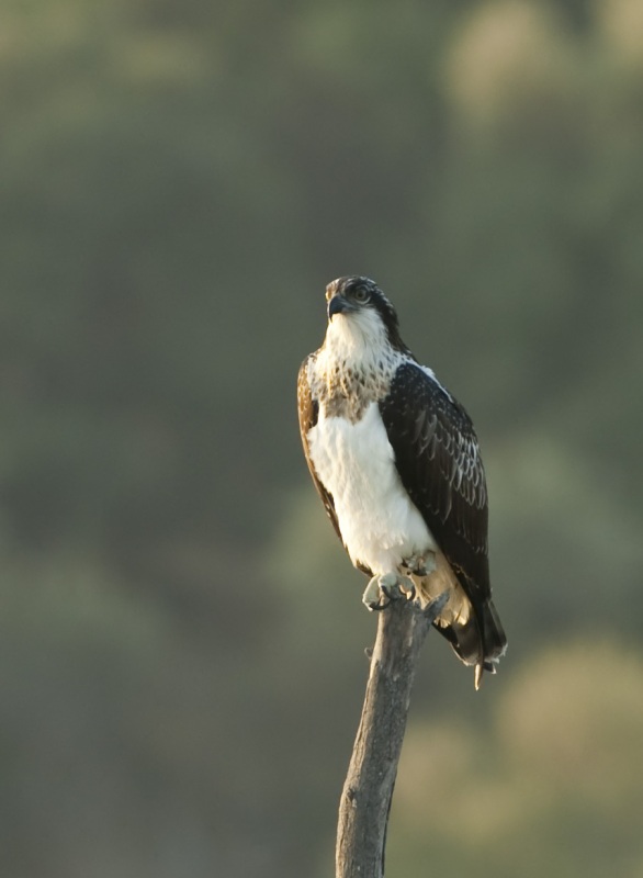 Osprey
