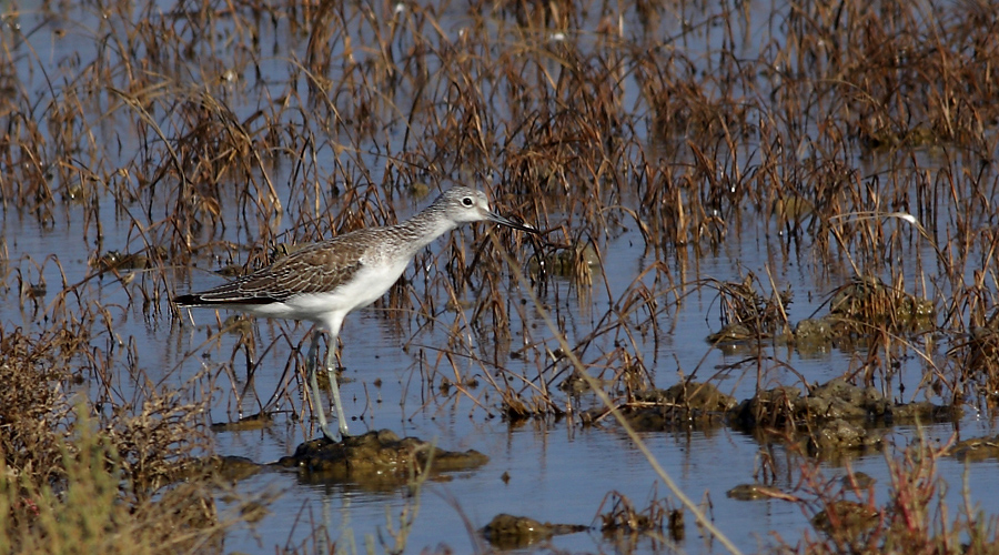 Common Greenshank