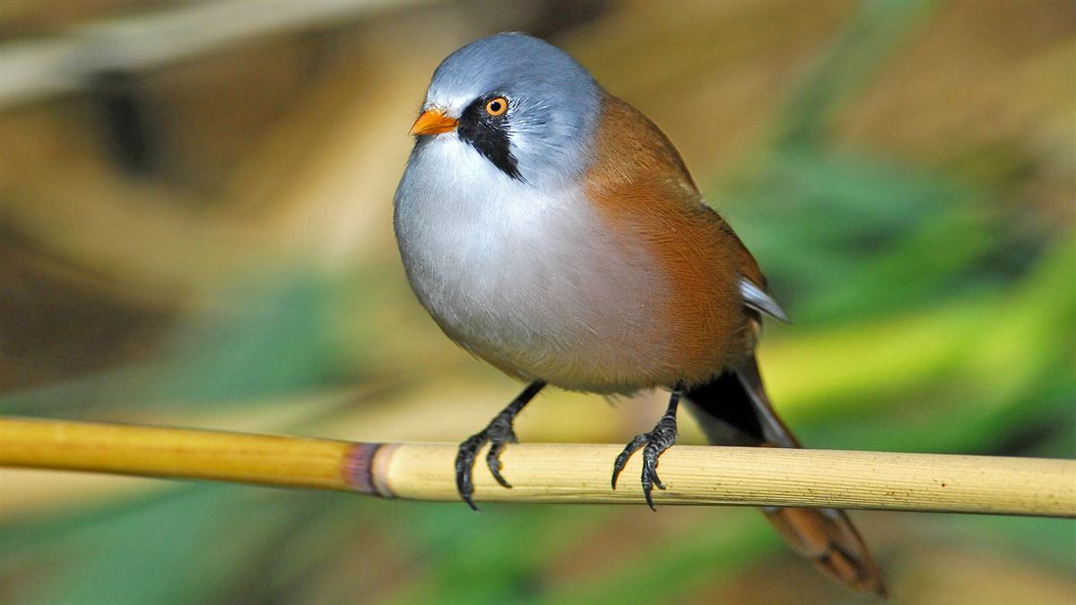 Bearded Reedling