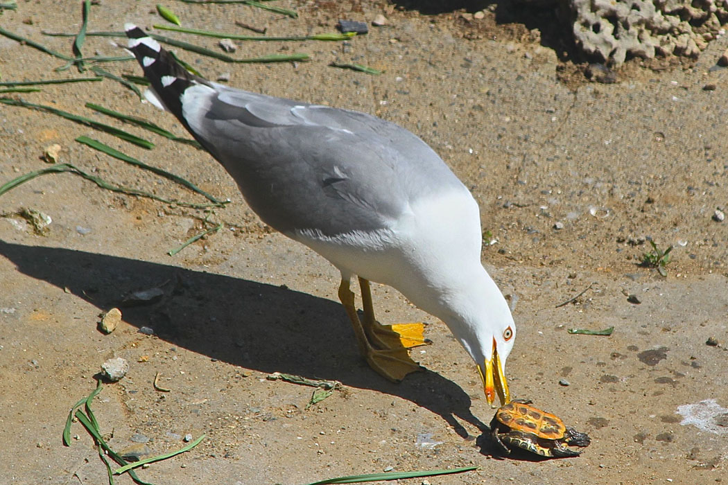 Gümüş martı