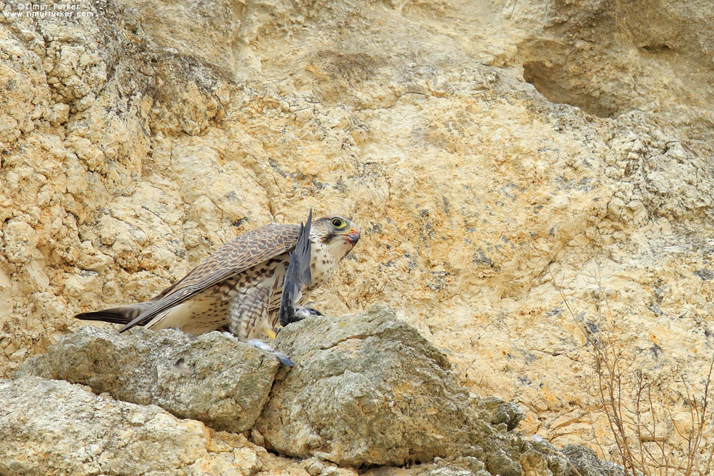 Lanner Falcon