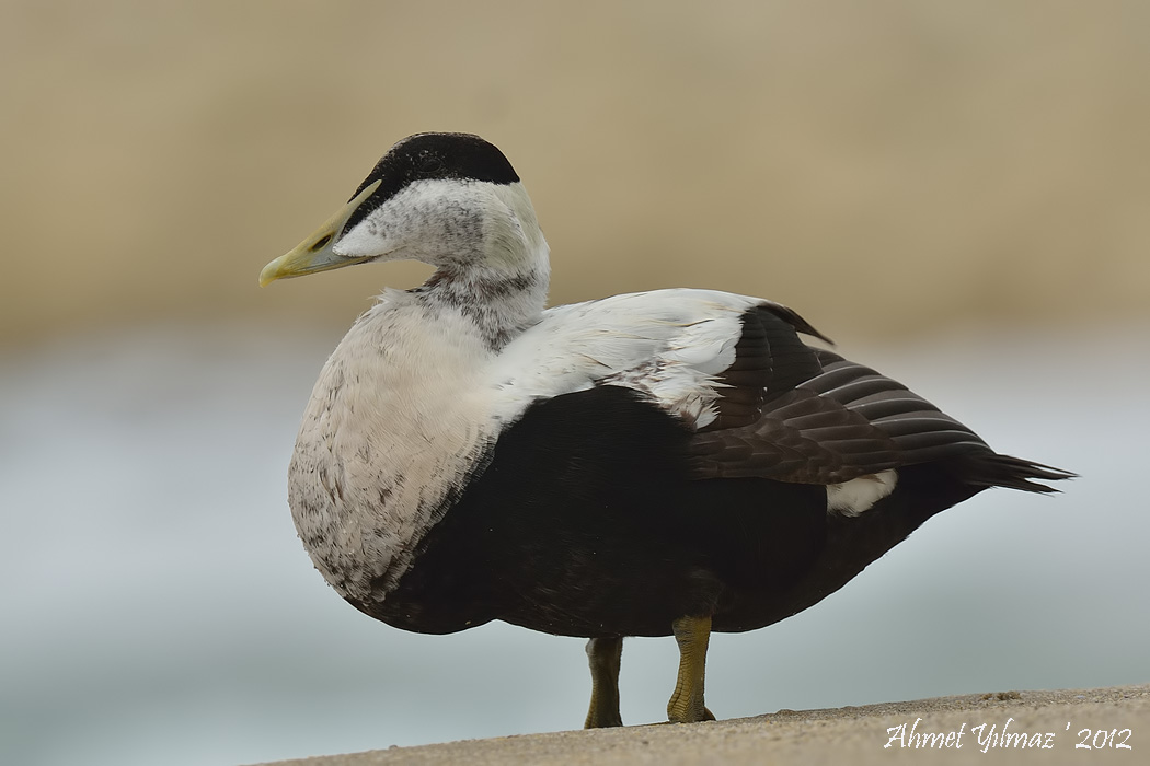 Common Eider