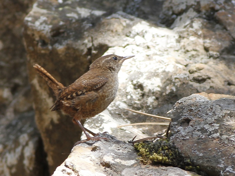 Eurasian Wren