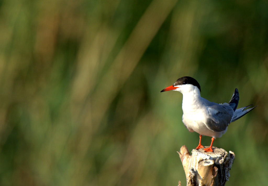 Common Tern
