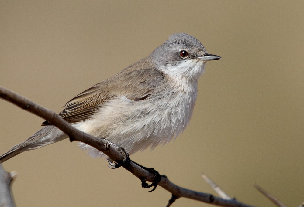 Lesser Whitethroat