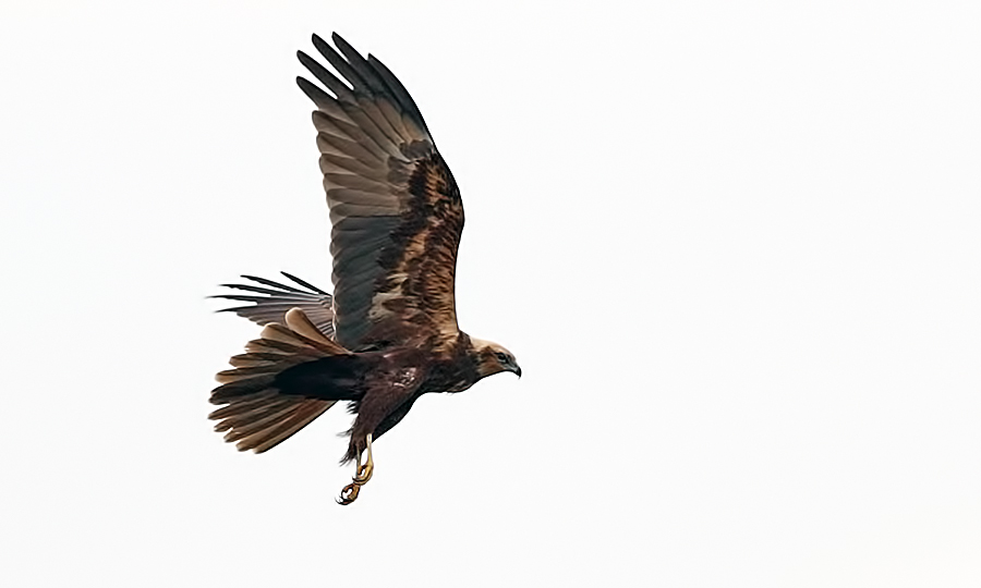 Western Marsh Harrier