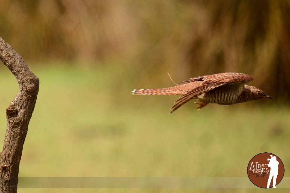 Common Cuckoo