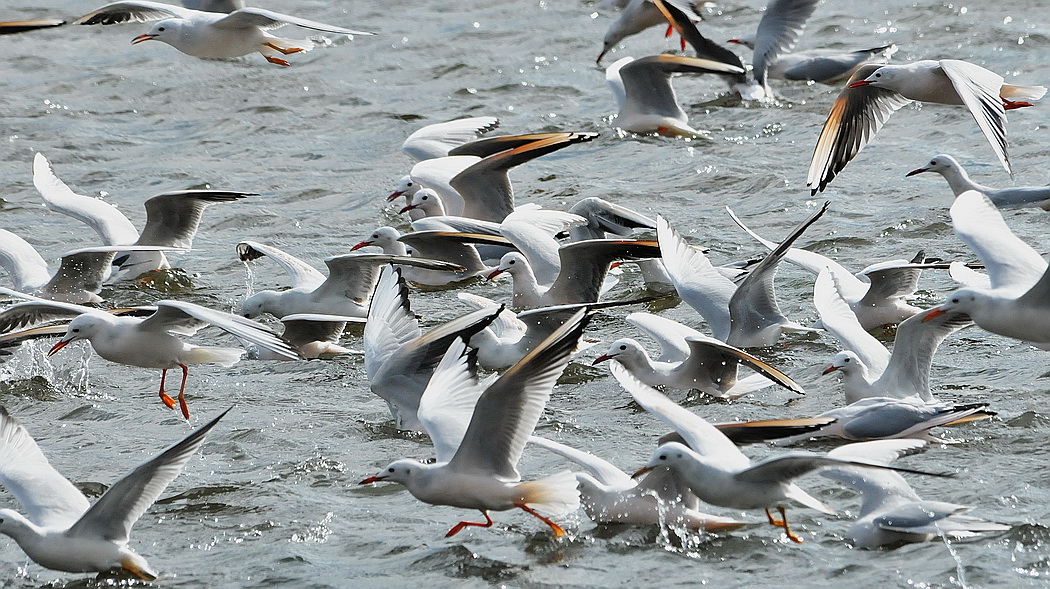 Slender-billed Gull