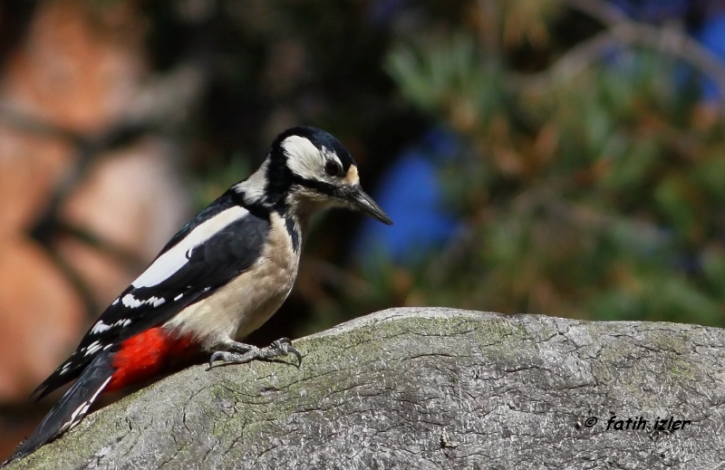 Great Spotted Woodpecker