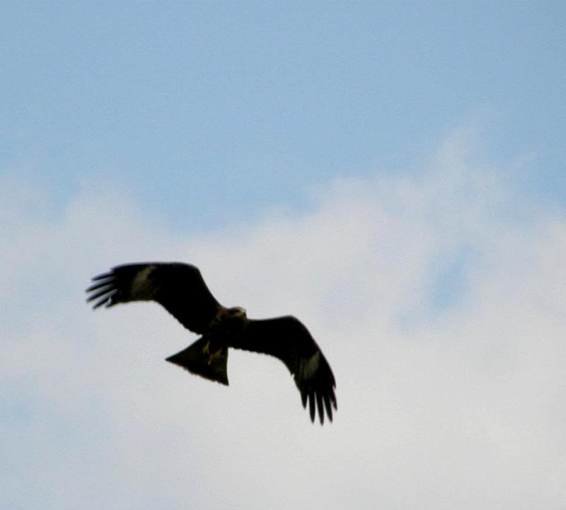 Black Kite