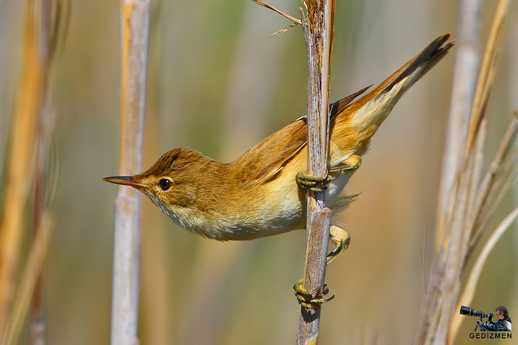 Common Reed Warbler