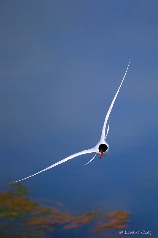 Common Tern