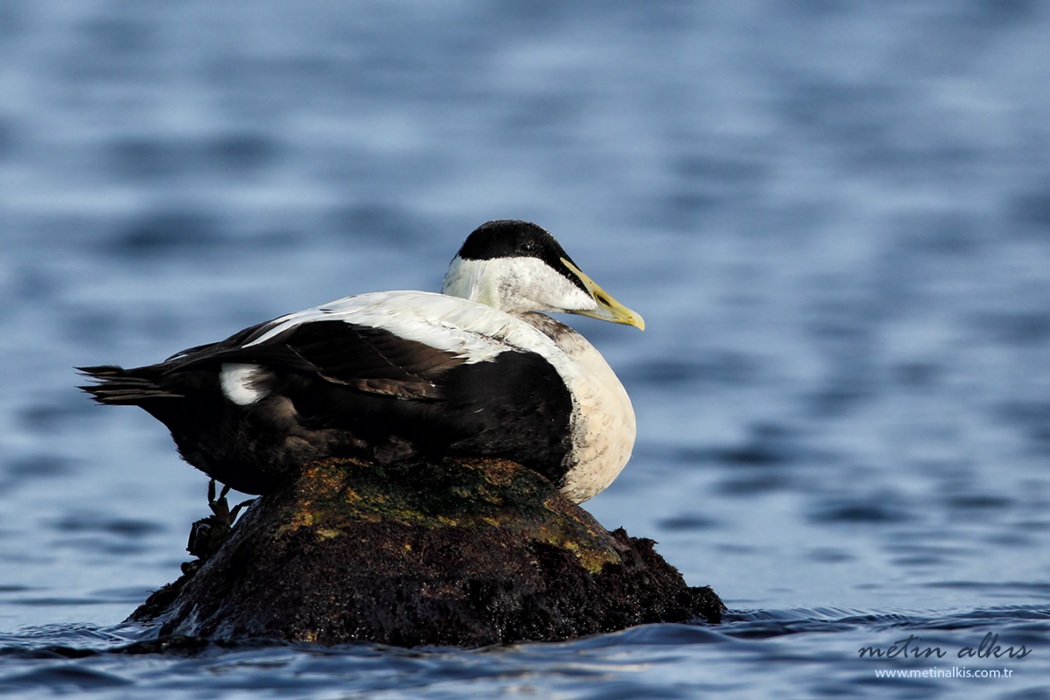Common Eider