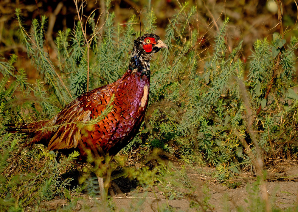 Common Pheasant