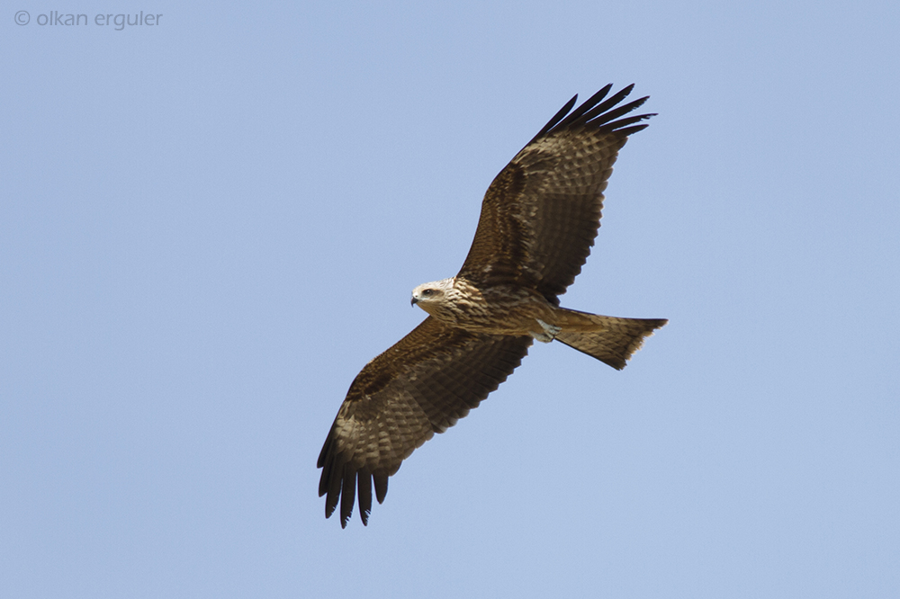 Black Kite