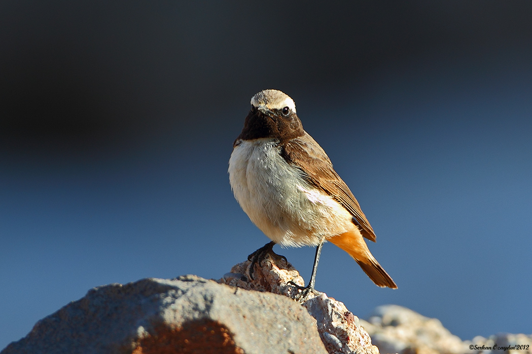 Red-tailed Wheatear