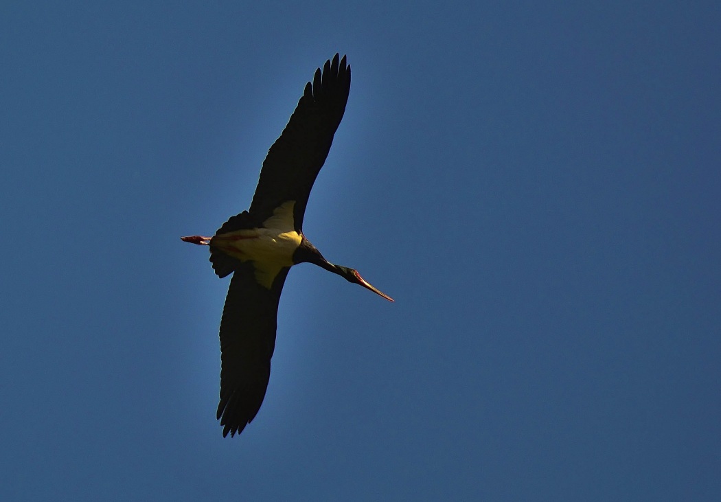 Black Stork