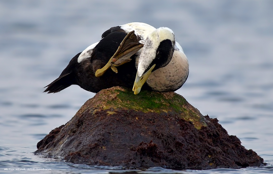 Common Eider