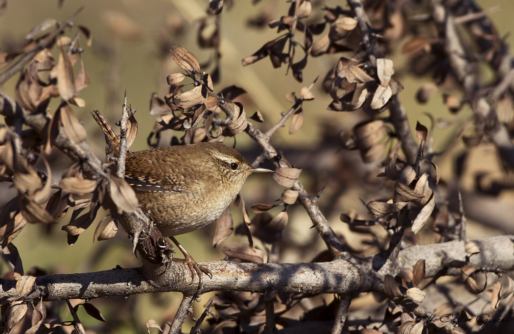 Eurasian Wren