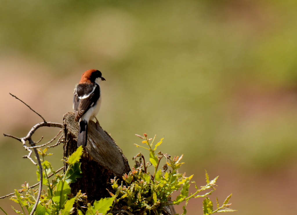 Woodchat Shrike