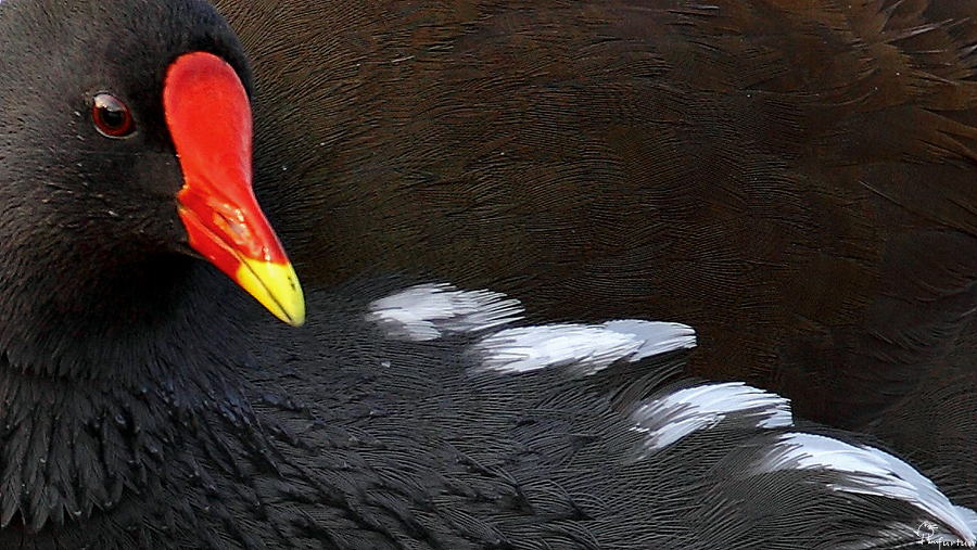 Common Moorhen