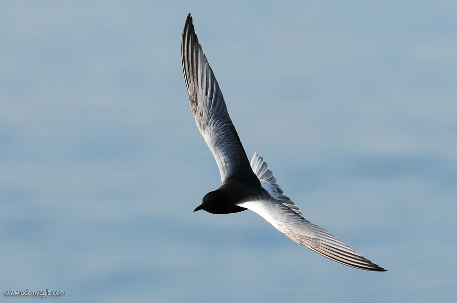 White-winged Tern