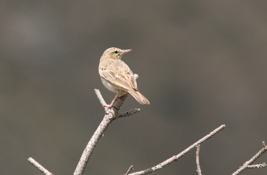 Tawny Pipit