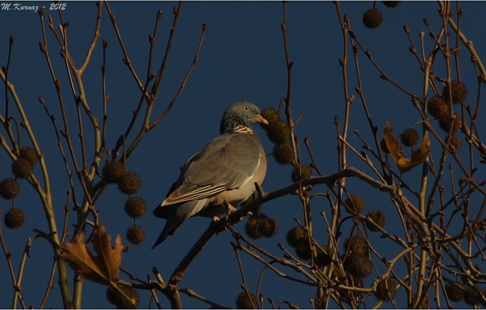Common Wood Pigeon