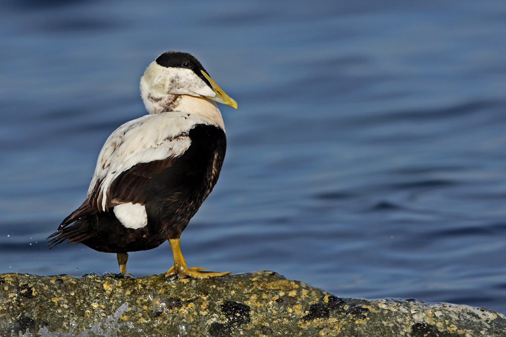 Common Eider