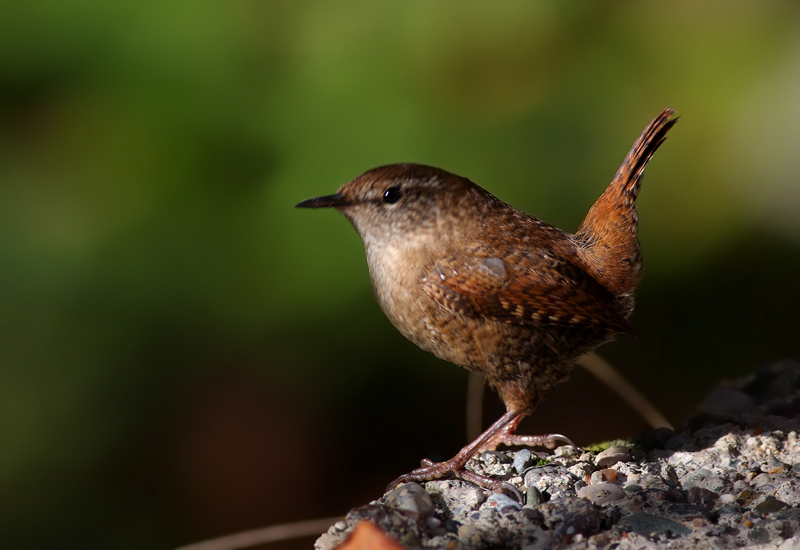 Eurasian Wren