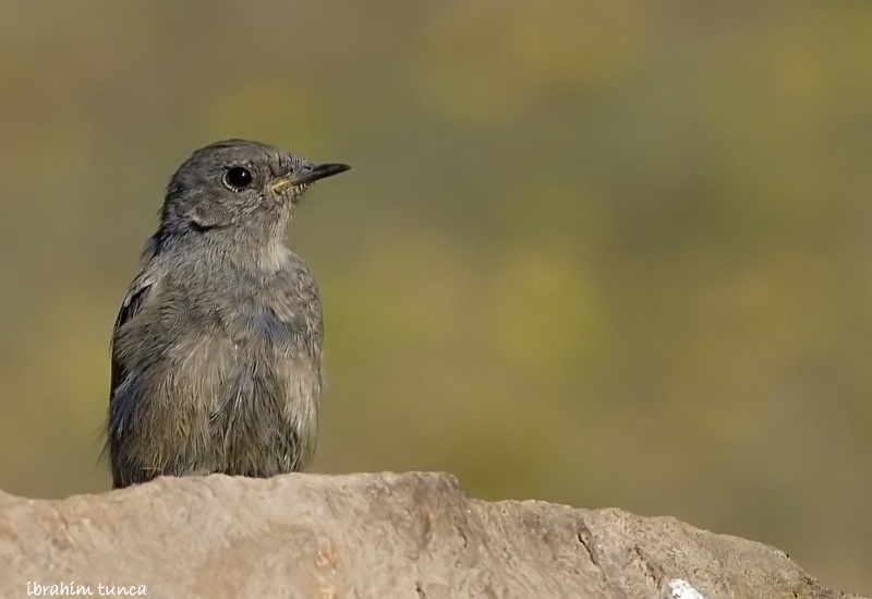 Black Redstart