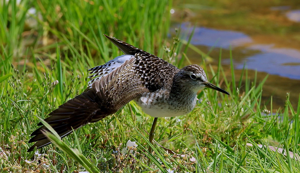 Wood Sandpiper