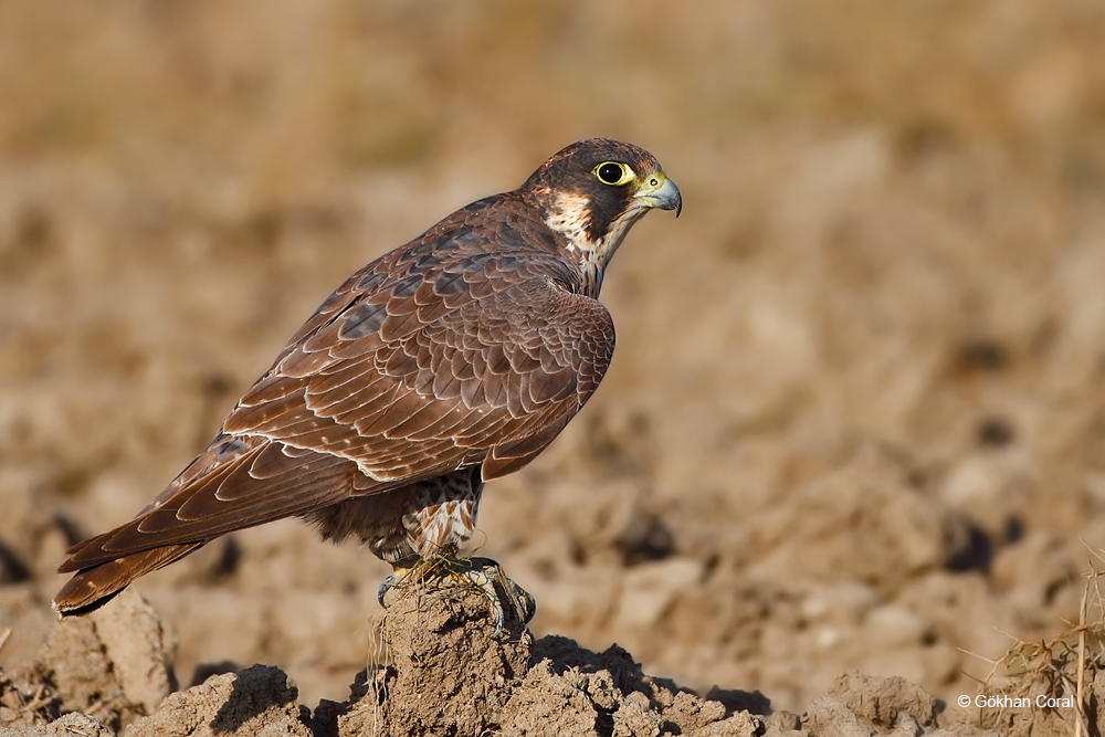 Peregrine Falcon