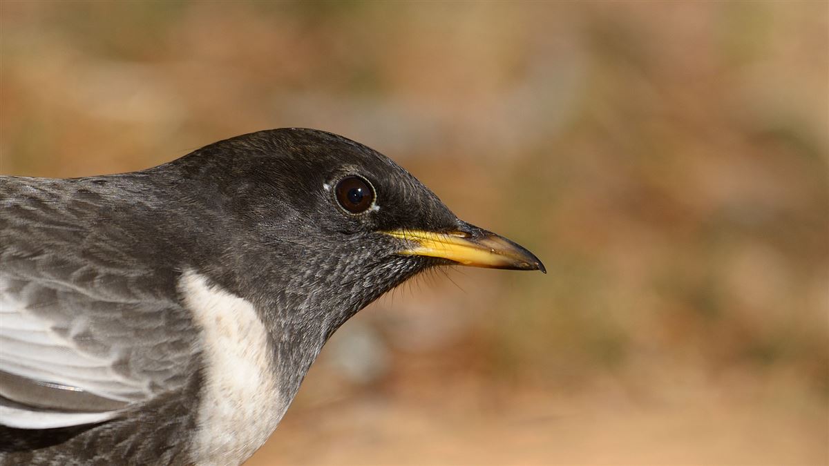Ring Ouzel