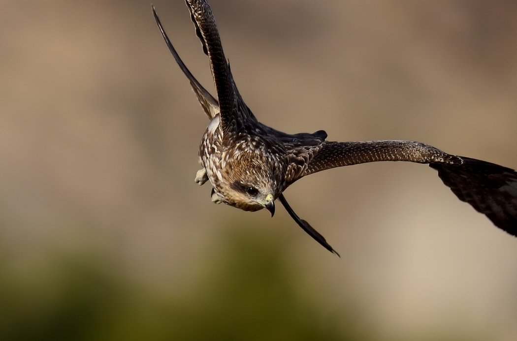 Black Kite