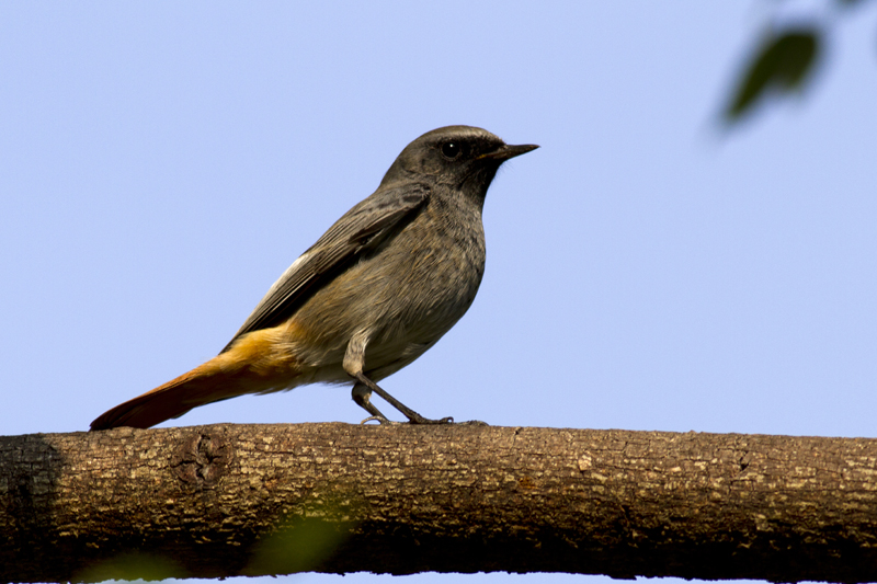 Black Redstart