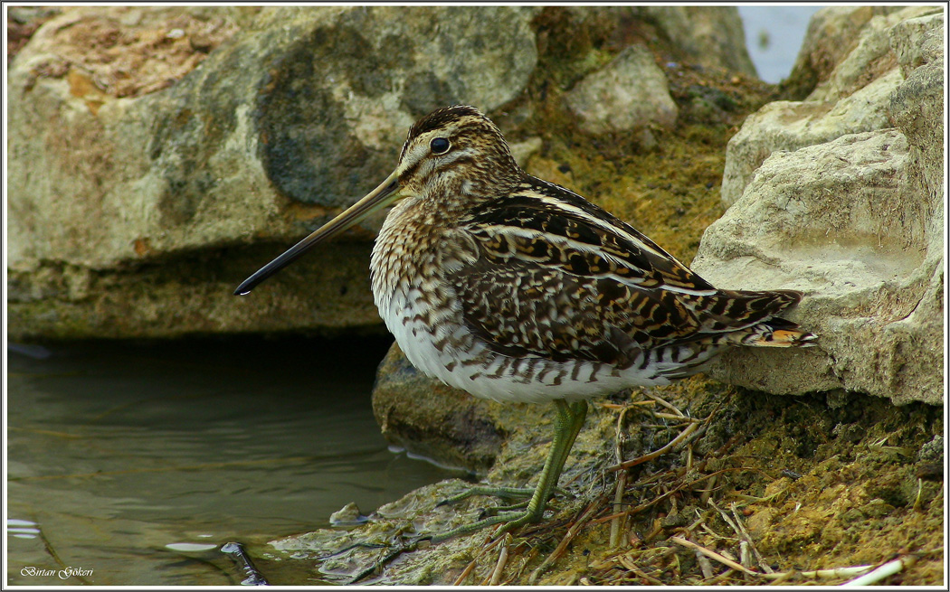 Common Snipe