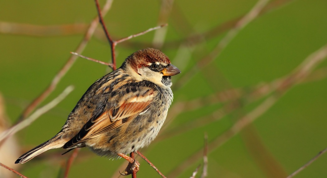 Spanish Sparrow