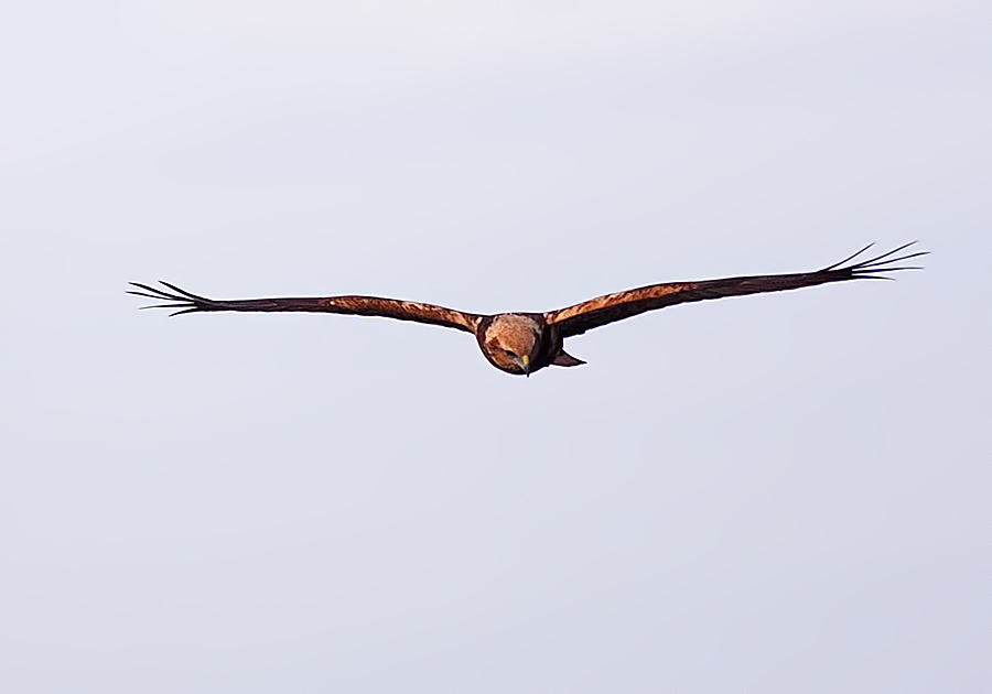 Western Marsh Harrier