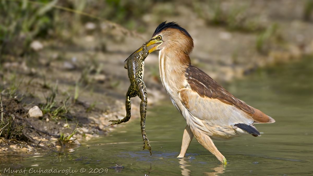 Little Bittern