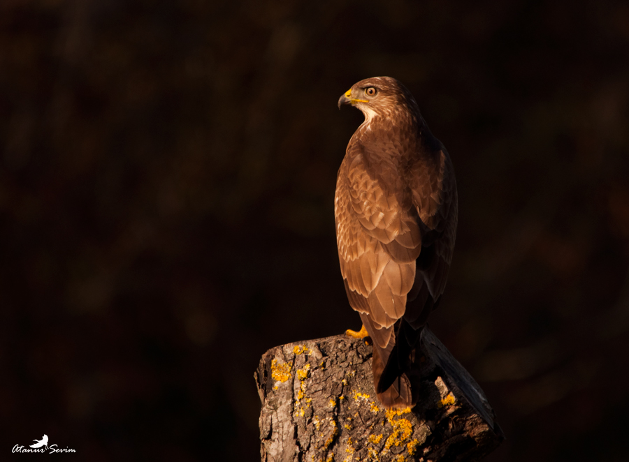 Common Buzzard