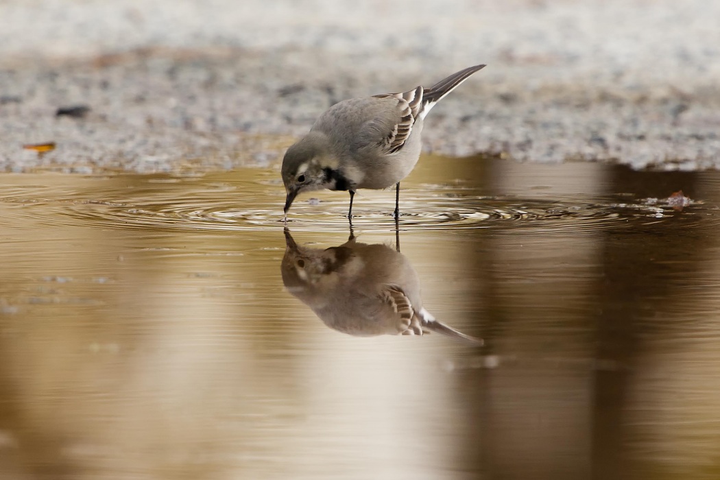 White Wagtail