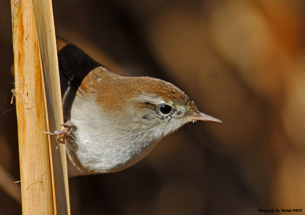 Cetti`s Warbler