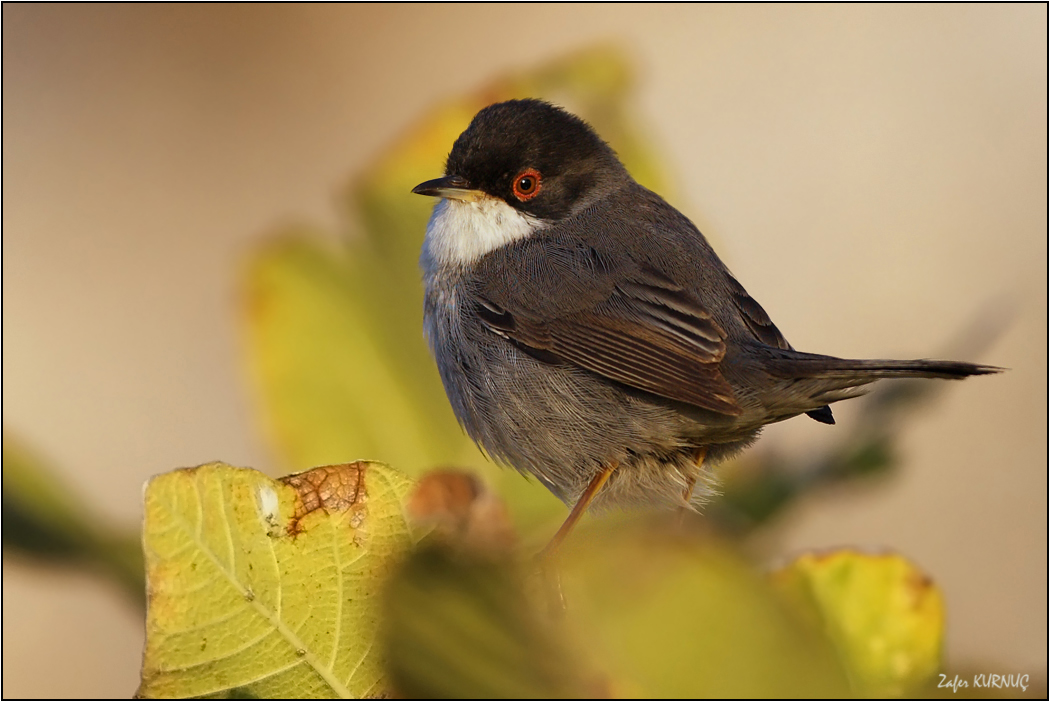 Sardinian Warbler