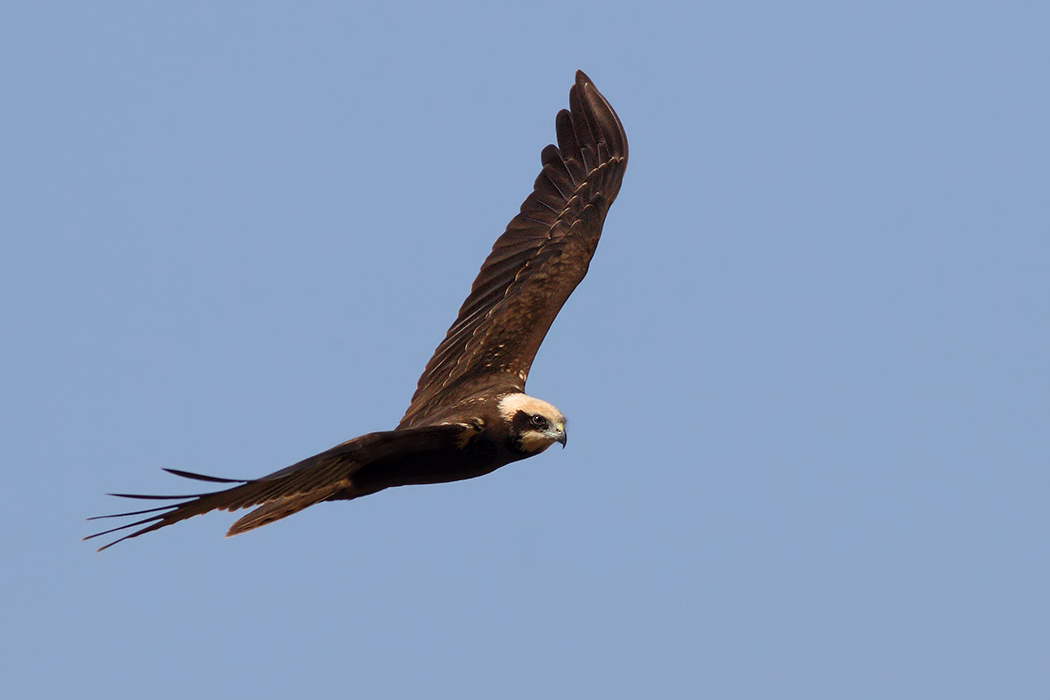 Western Marsh Harrier