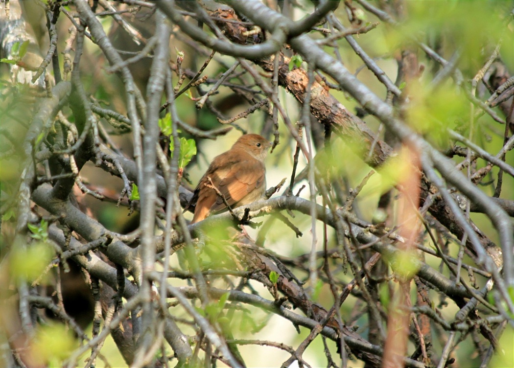 Common Nightingale