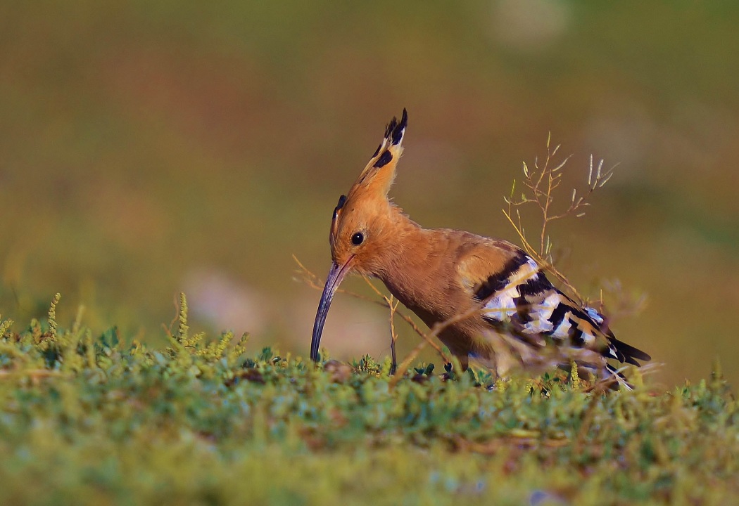 Common Hoopoe