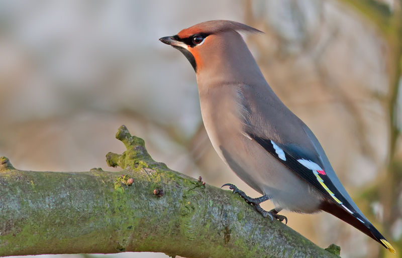 Bohemian Waxwing