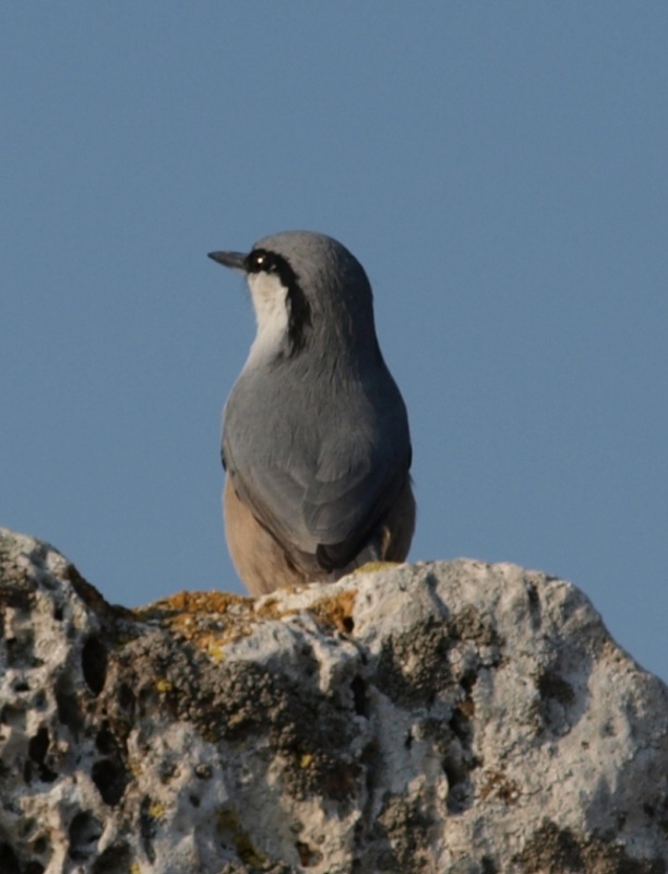 Western Rock Nuthatch